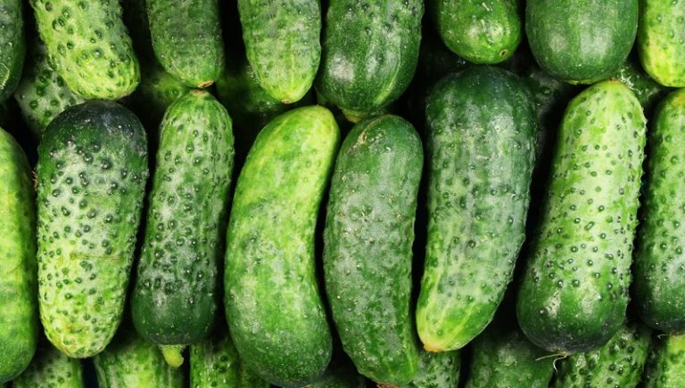 how many pickling cucumbers per plant